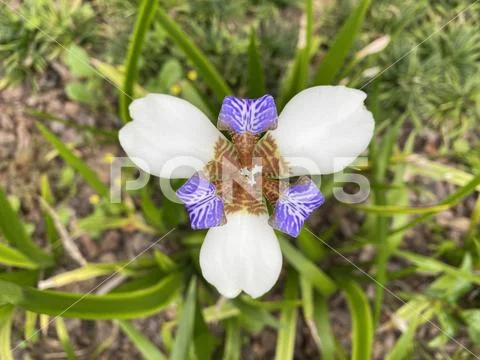 Blue and White Apostle Plant Flower Stock Image ~ #128275841