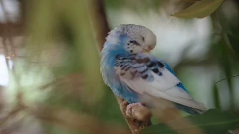 A blue and white Budgerigar sitting on a branch grooming its feathers Stock Footage 308688284