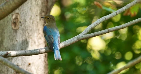 Blue-and-white- flycatcher Vídeos de archivo 219244926