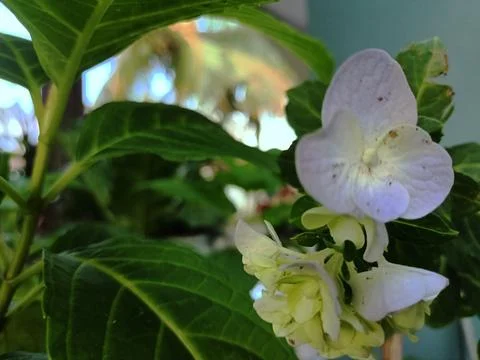 Blue and white hydrangea in bloom Stock Photos