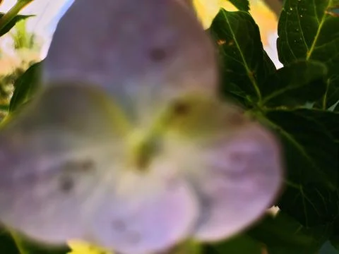 Blue and white hydrangea in bloom Stock Photos