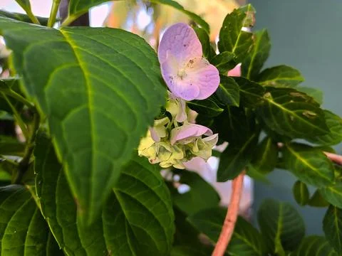 Blue and white hydrangea in bloom Stock Photos