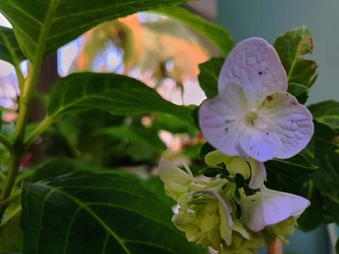 Blue and white hydrangea in bloom Stock Photos