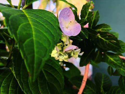 Blue and white hydrangea in bloom Stock Photos