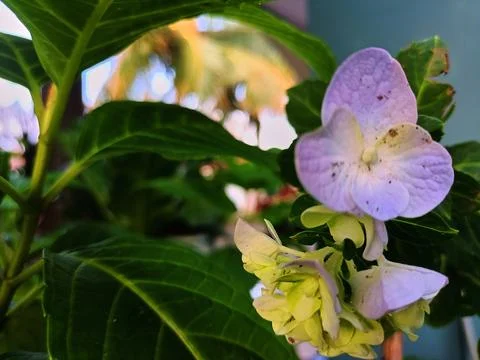 Blue and white hydrangea in bloom Stock Photos