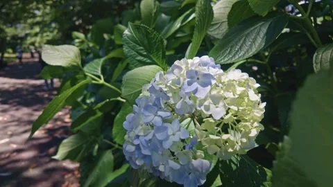 Blue and White Hydrangea Blooming in a Park Garden Видео 336003412