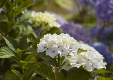 Blue and white hydrangeas Foto stock