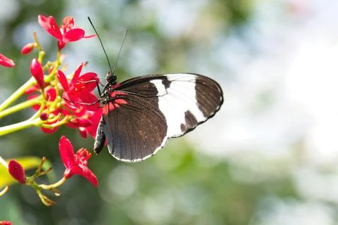 Blue and White Longwing, Heliconius cydno, feeding in red flowers. Stock Photos