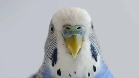 Blue and white parakeet looking at the camera, then turning away. 스톡 동영상 233914067