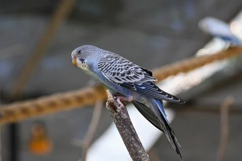 Blue and white parakeet perched on a branch at Guadalajara Zoo outdoor aviary. Stock Photos