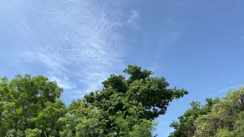 Blue and White Sky with Trees | Natural Background Scenic Video Stockbeeldmateriaal 316964229