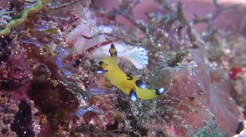Blue and white tip orange slug walking, Thecacera pacifica, HD, UP30459 Vidéo 62245809
