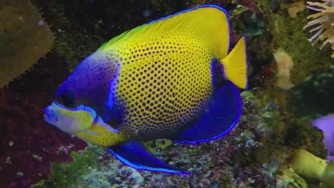 A blue and yellow coloured angle fish  Stock Footage 245030985