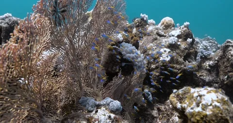 amanecer dottyback