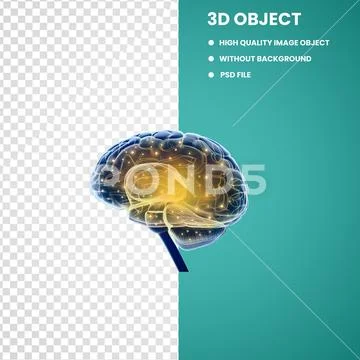 Blue and yellow human brain PSD Template