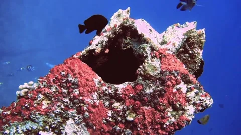 Blue and yellow lined fish swim in shipwreck on bottom of sea, Maldives 스톡 동영상 171194005