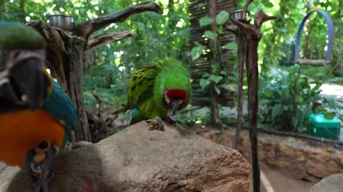 Blue and yellow macaw and green parrot eating nuts in tropical aviary Stock-Footage 332138714