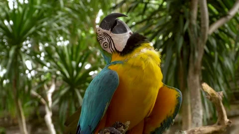 Blue and Yellow Macaw (Ara ararauna) Closeup Stock Footage 140786727
