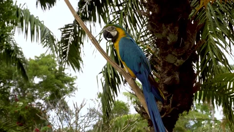 Blue and Yellow Macaw (Ara ararauna) Closeup Stock Footage 140787193