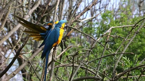 The Blue-and-yellow Macaw, Ara ararauna is a large South American parrot Stock Footage 243884029