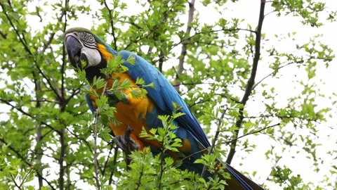 The Blue-and-yellow Macaw, Ara ararauna is a large South American parrot Stock Footage 243884045