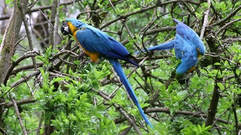 The Blue-and-yellow Macaw, Ara ararauna is a large South American parrot Stock Footage 243884152