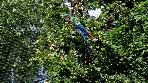The Blue-and-yellow Macaw, Ara ararauna is a large South American parrot Stock Footage 243884186
