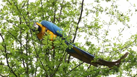 The Blue-and-yellow Macaw, Ara ararauna is a large South American parrot Stock Footage 247969329
