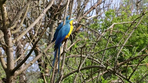The Blue-and-yellow Macaw, Ara ararauna is a large South American parrot Stock Footage 247969340