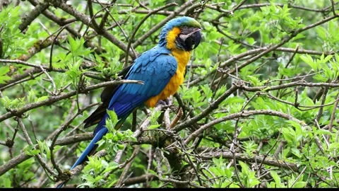 The Blue-and-yellow Macaw, Ara ararauna is a large South American parrot Stock Footage 247969400