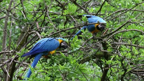 The Blue-and-yellow Macaw, Ara ararauna is a large South American parrot Stock Footage 247969425