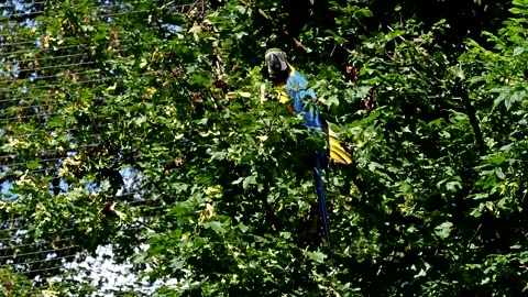 The Blue-and-yellow Macaw, Ara ararauna is a large South American parrot Stock Footage 247969469