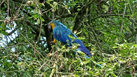 The Blue-and-yellow Macaw, Ara ararauna is a large South American parrot Stock Footage 247969501