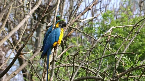 The Blue-and-yellow Macaw, Ara ararauna is a large South American parrot Stock Footage 253393557