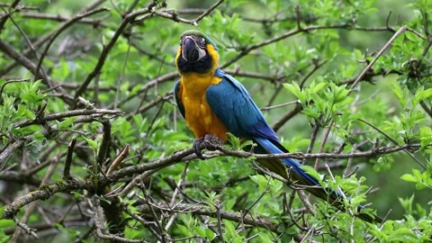 The Blue-and-yellow Macaw, Ara ararauna is a large South American parrot Stock Footage 253393561