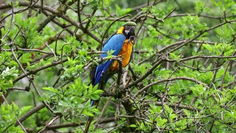 The Blue-and-yellow Macaw, Ara ararauna is a large South American parrot Stock Footage 253393616