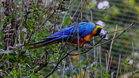 The Blue-and-yellow Macaw, Ara ararauna is a large South American parrot Stock Footage 253394511