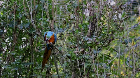 The Blue-and-yellow Macaw, Ara ararauna is a large South American parrot Stock Footage 253394737