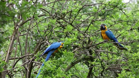The Blue-and-yellow Macaw, Ara ararauna is a large South American parrot Stock Footage 254057229