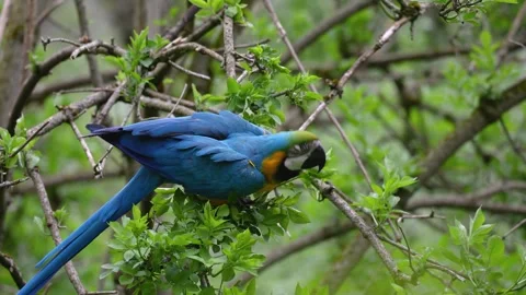 The Blue-and-yellow Macaw, Ara ararauna is a large South American parrot Stock Footage 254057249