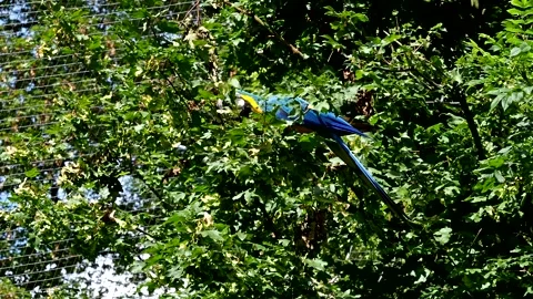 The Blue-and-yellow Macaw, Ara ararauna is a large South American parrot Stock Footage 254057258