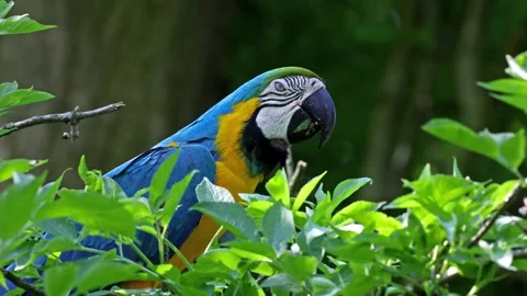 The Blue-and-yellow Macaw, Ara ararauna is a large South American parrot Stock Footage 254057284