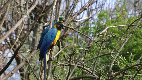 The Blue-and-yellow Macaw, Ara ararauna is a large South American parrot Stock Footage 257368985