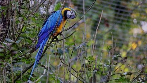 The Blue-and-yellow Macaw, Ara ararauna is a large South American parrot Stock Footage 257369640