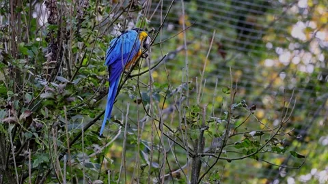 The Blue-and-yellow Macaw, Ara ararauna is a large South American parrot Stock Footage 260301028