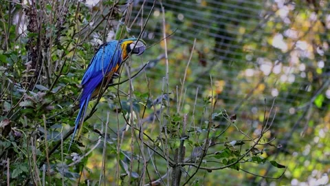 The Blue-and-yellow Macaw, Ara ararauna is a large South American parrot Stock Footage 260301037
