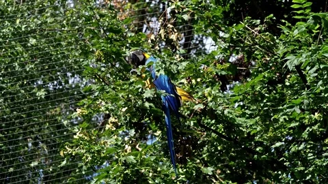 The Blue-and-yellow Macaw, Ara ararauna is a large South American parrot Stock Footage 278932727