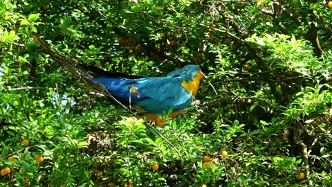 The Blue-and-yellow Macaw, Ara ararauna is a large South American parrot Stock Footage 289186524