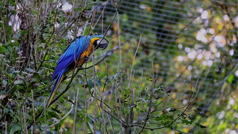 The Blue-and-yellow Macaw, Ara ararauna is a large South American parrot Stock Footage 289186550