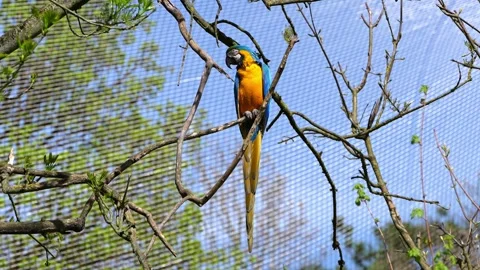 The Blue-and-yellow Macaw, Ara ararauna is a large South American parrot Stock Footage 310662345